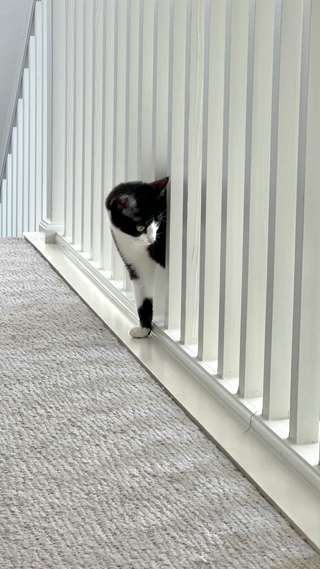 Black and white cat peeking through the railings of a white bannister